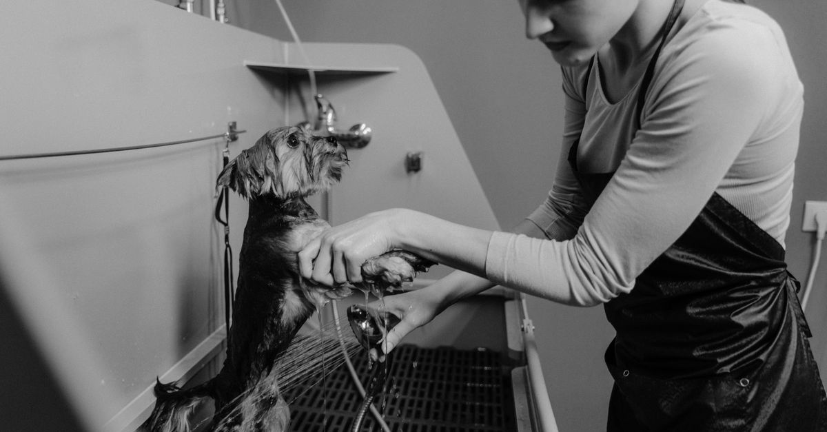 A groomer bathing a dog in a grooming salon