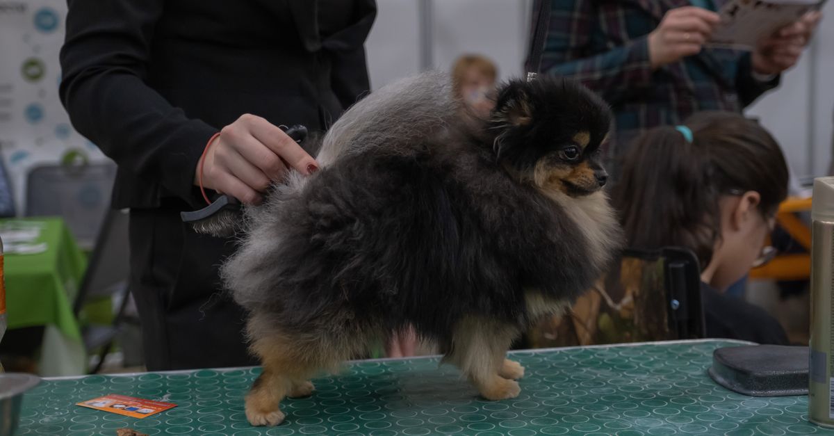 A groomer brushing out the coat of a black and tan Pomeranian standing on a green grooming table