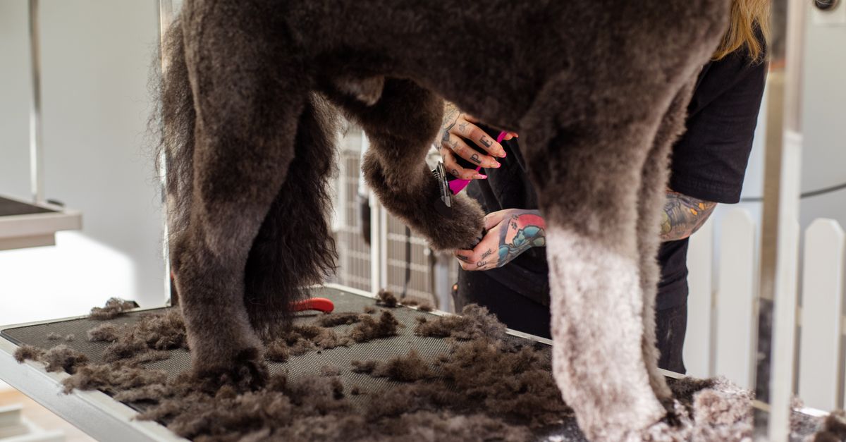 A groomer trimming a poodle at a grooming table