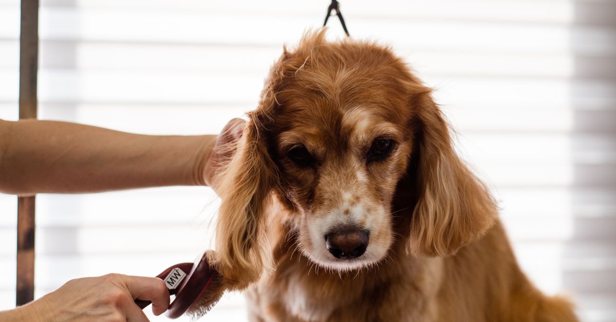A dog being brushed and groomed