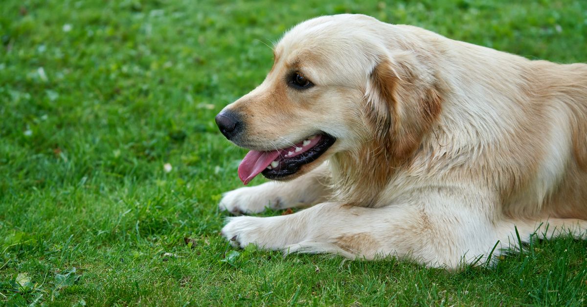 A golden retriever lying on grass, its thick double coat clearly visible