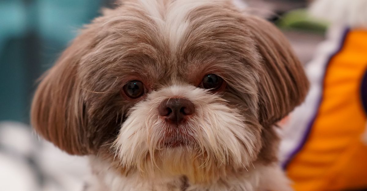 A Shih Tzu with a long, fluffy face coat looking at the camera