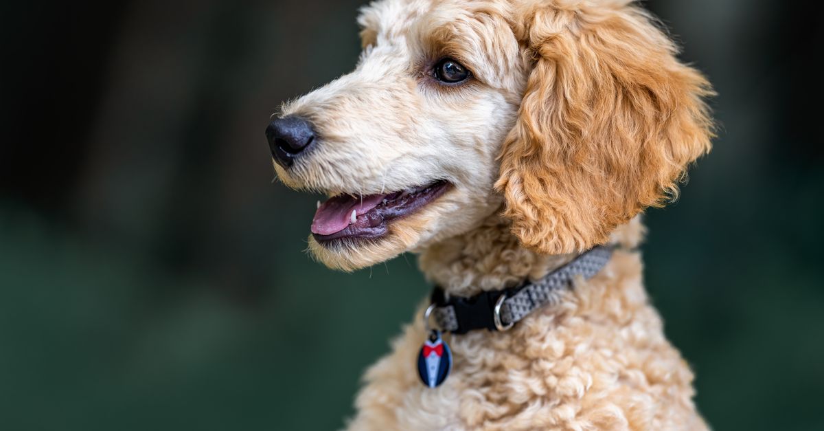 A happy, freshly groomed dog with its owner