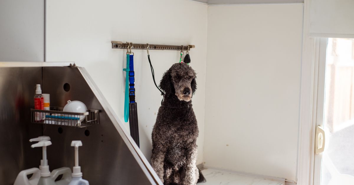 A professional groomer working on a dog in a grooming salon