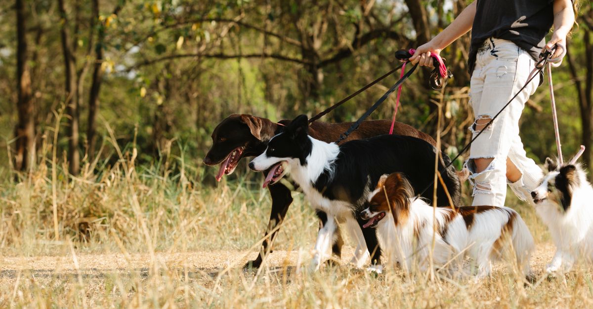Dog walker in ripped jeans leading four dogs on leads, including a Border Collie and a Papillon, through dry grass at the edge of a wood